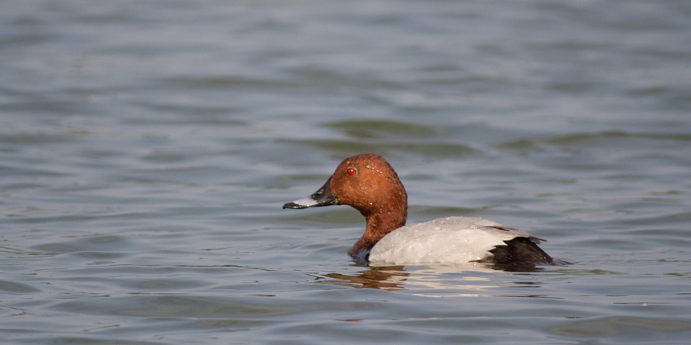 Après la loi Duplomb, l’arrêté du plomb !
